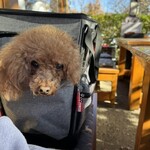 そば処 湧水 - シェリはリュックで♪