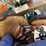 アガリコ 新宿 オリエンタルビストロ - シェリは温かくて湯たんぽだよ