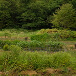 NAGANO - 併設されてるこのお店の畑