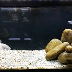 きんぎょcafe 柳楽屋・陽だまり - 