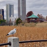 黒船亭 - 黒船亭のすぐ裏手は、不忍の池