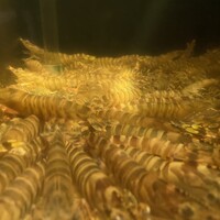 筑紫樓 銀座店 - 