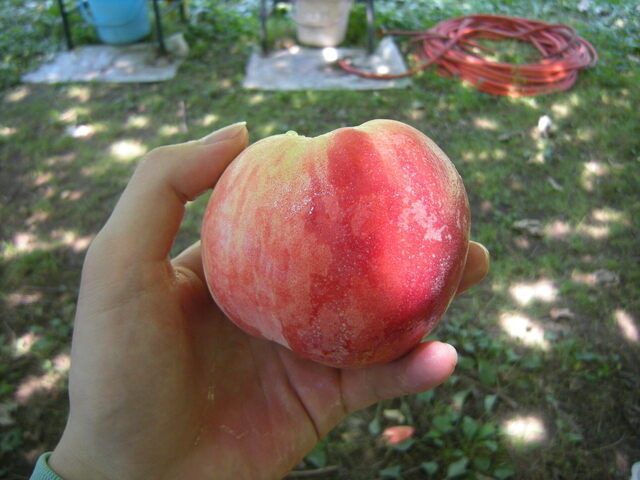 滝口観光果樹園 - 天童（その他）の写真