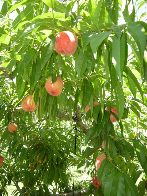 滝口観光果樹園 - 天童（その他）の写真