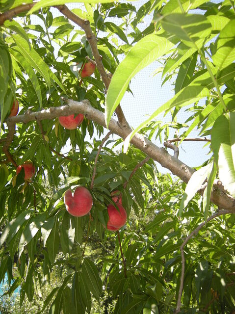 滝口観光果樹園 - 天童（その他）の写真