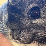 小動物カフェ はなはな - 