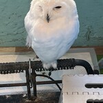 小動物カフェ はなはな - 