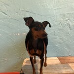 小動物カフェ はなはな - 