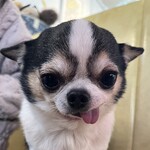 小動物カフェ はなはな - 