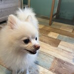 小動物カフェ はなはな - 