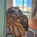 小動物カフェ はなはな - 