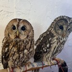 小動物カフェ はなはな - 