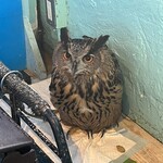 小動物カフェ はなはな - 