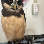 小動物カフェ はなはな - 