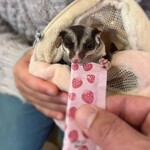 小動物カフェ はなはな - 