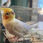 小動物カフェ はなはな - 