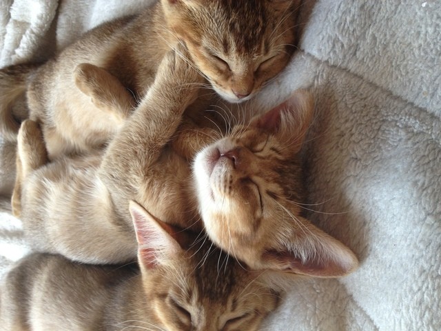 Ragdoll Nanba Ten photo 5