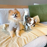 Regina Resort Karuizawa Mikage Yosui