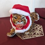ベンガルタイガー - クリスマス衣装のタイガーさん。