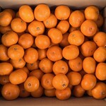 問屋スーパー サント トリコガーデン小牧店 - 長崎「恋みかん」3024円 等級「秀」 階級「２Ｓ」 正味重量「５kg」