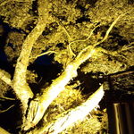 おちあいろう - 先ほどの木。夜はライトアップされます(^^)