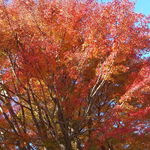 おちあいろう - 山葵店までの途中の紅葉