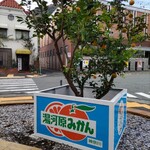 Yugawara Ramen - 近くにあるみかんの木。みかん箱(金属製)がかわいくて撮影しました。