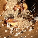 エルミタージュ ドゥ タムラ - 