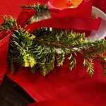 サンクスネイチャー - 