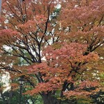 Teuchi Soba Miyagawa - 上野公園