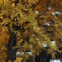 OSAKA きっちん。 虎ノ門店 - 