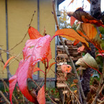 そば切 雨耕庵 - 2013.11　晩秋の雨に濡れる