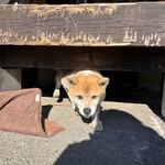 串焼き BUBU-TON - 獅子丸〜❣️    なんだおまえか！？おやつ持ってきたか？