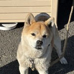 串焼き BUBU-TON - 獅子丸〜❣️