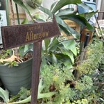 アフターグロウ - 