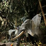 レインフォレストカフェ・トーキョー - 