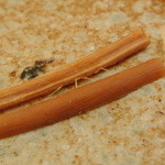 すし家 一柳 - ごぼう