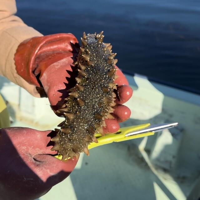 民宿ハーバーハウスかなめ - 陸前浜田（旅館・民宿）の写真
