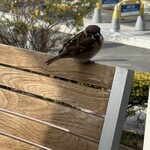 RHC CAFE - すずめ②