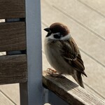 RHC CAFE - すずめ①