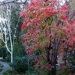 たねや 守山玻璃絵館 - 