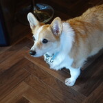 Bistronomie octobre - マスコット犬レン・コーギー12才