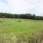 ログキッチン　MARYA - 付近の牧場では、牛さん達がのんびりと・・・(^o^)