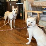 マリティーム - 看板犬 レイ君・えんちゃん