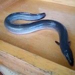 日本料理 梅林 - （2013・12）この日は愛知県三河産の活うなぎ