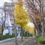 オンディーヌ - お店の前は立派な並木道♪