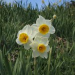 淡路島灘黒岩水仙郷