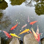 Uokushi Sakurasaku - 靖国神社の鯉。見た方に幸運が訪れます様に✨