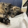 ディア キャット - 