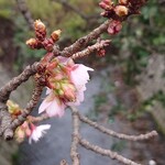 和栗菓子kiito - 帰るころ　熱海さくら　数輪咲いてました